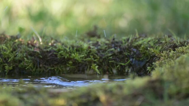 Eurasian Blackcap Sylvia atricapilla in the wild. Songbird. A bird is bathing in the forest. Close up.