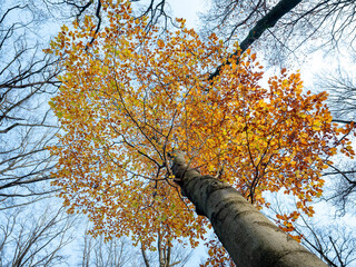 yellow and orange leaves of beech tree in autumn with blue sky