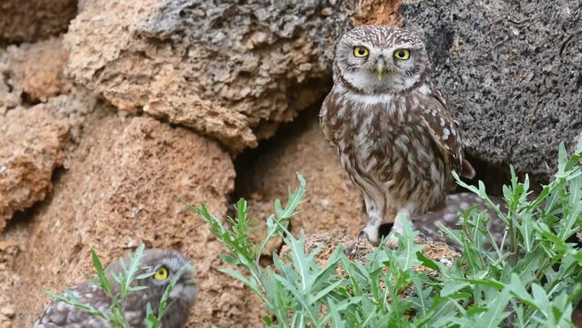 Little owl in natural habitat Athene noctua. Close up. The owls cry.