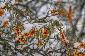 a close up of a sea buckthorn branch with orange berries covered with snow