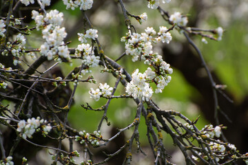 Spring white blossom of plum prunus tree, orchard with fruit trees in Betuwe, Netherlands in april