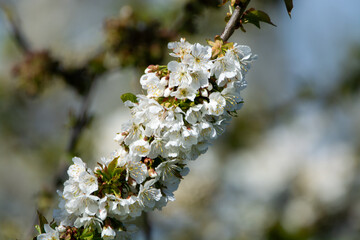 Rows of cherry trees with white blossom in fruit orchard greenhouse with protection sytem from birds in sunny day, Betuwe, Netherlands