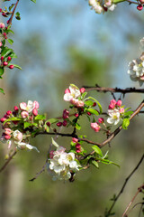 Spring pink blossom of apple trees in orchard, fruit region Haspengouw in Belgium