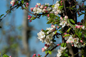 Spring pink blossom of apple trees in orchard, fruit region Haspengouw in Belgium