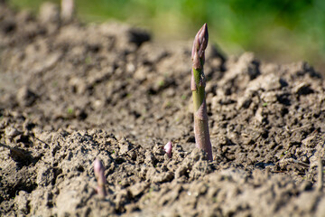 Green asparagus sprouts growing on bio farm field in Limburg, Belgium