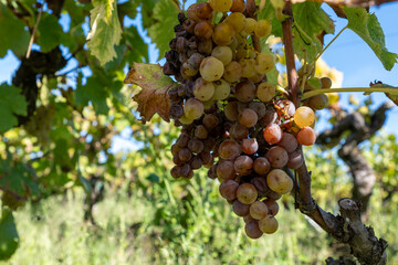 Ripe ready to harvest Semillon white grape on Sauternes vineyards in Barsac village affected by Botrytis cinerea noble rot, making of sweet dessert Sauternes wines in Bordeaux, France - obrazy, fototapety, plakaty
