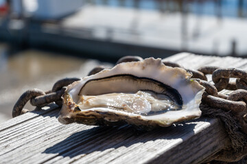 Eating of fresh live oysters with citron at farm cafe in oyster-farming village, with view on boats...