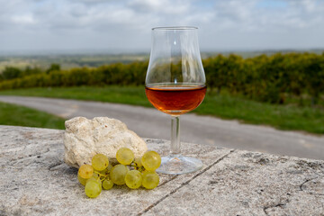 Tasting of Cognac strong alcohol drink in Cognac region, Charente, ripe ready to harvest ugni blanc...