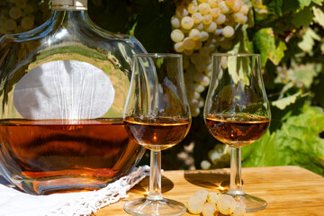 Tasting of Cognac strong alcohol drink in Cognac region, Charente with ripe ready to harvest ugni...