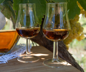 Tasting of Cognac strong alcohol drink in Cognac region, Charente with ripe ready to harvest ugni blanc grape on background uses for spirits distillation, France
