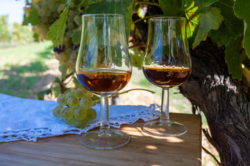 Tasting of Cognac strong alcohol drink in Cognac region, Charente with ripe ready to harvest ugni blanc grape on background uses for spirits distillation, France