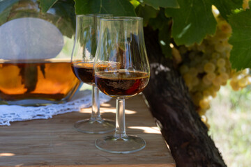 Tasting of Cognac strong alcohol drink in Cognac region, Charente with ripe ready to harvest ugni blanc grape on background uses for spirits distillation, France