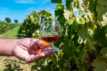 Tasting of Cognac strong alcohol drink in Cognac region, Charente with ripe ready to harvest ugni...