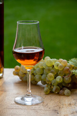Tasting of Cognac strong alcohol drink in Cognac region, Charente with bunch of ripe ugni blanc grapes on background uses for spirits distillation and green grass, France