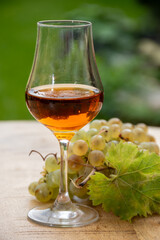 Tasting of Cognac strong alcohol drink in Cognac region, Charente with bunch of ripe ugni blanc grapes on background uses for spirits distillation and green grass, France
