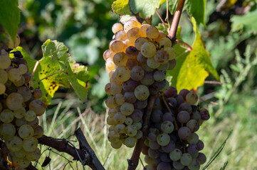 Ripe ready to harvest Semillon white grape on Sauternes vineyards in Barsac village affected by...