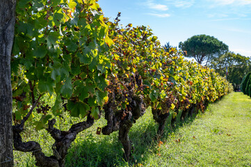 Ripe ready to harvest Semillon white grape on Sauternes vineyards in Barsac village affected by...