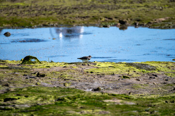 Birds eating sea shells at low tide in Arcachon Bay with many fisherman's boats and oysters farms, Cap Ferret peninsula, France, southwest of Bordeaux, France's Atlantic coastline