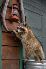 Raccoon (Procyon lotor) Stands on Garbage Can Clinging to Harness