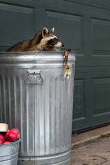Raccoon (Procyon lotor) in Can with Banana Peel Apples Below