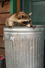 Raccoon (Procyon lotor) Looks Right and Down From Inside of Garbage Can