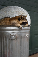 Raccoon (Procyon lotor) Lays Across Top of Garbage Can
