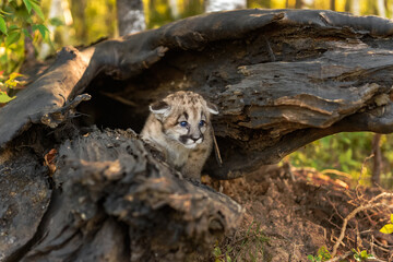 Cougar Kitten (Puma concolor) Ears Down Looks Out From Inside Log Autumn