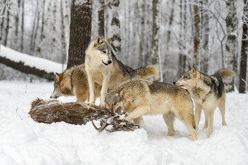 Grey Wolf Pack (Canis lupus) Gather Around Body of White-Tail Deer Winter