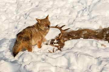 Coyote (Canis latrans) Looks Up From Head of White-Tail Deer Winter