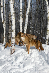 Pack of Coyotes (Canis latrans) Gather Near Birch Trees Winter