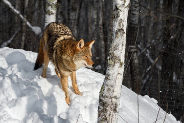 Coyote (Canis latrans) Slowly Moves Down Hill in Snow Winter