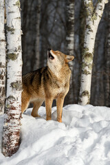 Coyote (Canis latrans) Howls Eyes Closed Next to Birch Trees Winter