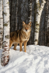 Coyote (Canis latrans) Stands Near Birch Trees Looking Out Winter