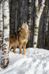 Coyote (Canis latrans) Head Up Howling Eyes Closed Next to Birch Trees Winter