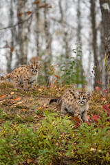 Cougar Kittens (Puma concolor) Stand Together on Forest Embankment Autumn