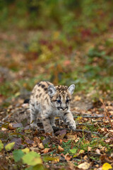 Cougar Kitten (Puma concolor) Walks Along Ground Autumn