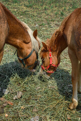 Mare and Colt Feed From Pile of Straw Head Together