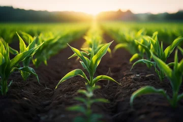 Tuinposter Rows of young corn plants growing on the field. Generative AI © barmaleeva