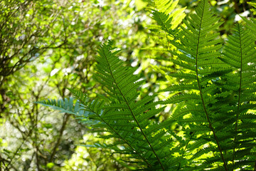 Nahaufnahme von einer Farne pflanze im Sommer