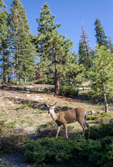 Naklejka na ściany i meble Mule deer grazing in Yosemite national park