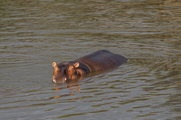 Hippopotamus