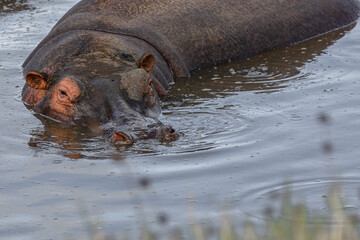 Hippopotamus