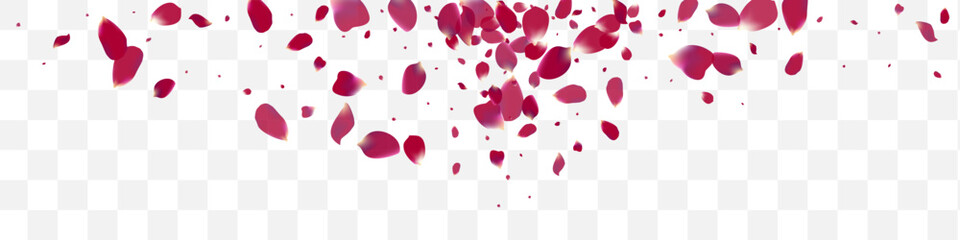 Pink Flower Falling Vector Transparent Panoramic