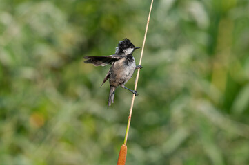Coal Tit (Periparus ater) on a reed in the reeds. Small, cute, songbird.