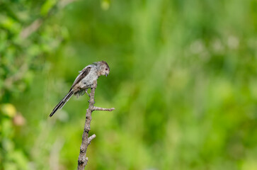 Long-tailed Tit (Aegithalos caudatus) on a tree branch.