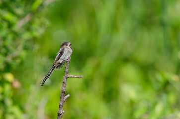 Long-tailed Tit (Aegithalos caudatus) on a tree branch.
