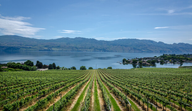 Rows of Vinetrees near Kelowna, Canada overlooking Lake Okanagan