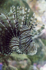 Rascasse volante ou poisson lion