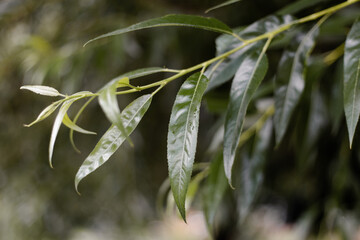 Fresh green leaves with water drops. Wet willow leaves after rain. Raindrops on a willow leaf. Leaves with water droplets.