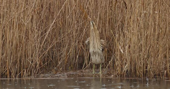 eurasian bittern in the rain